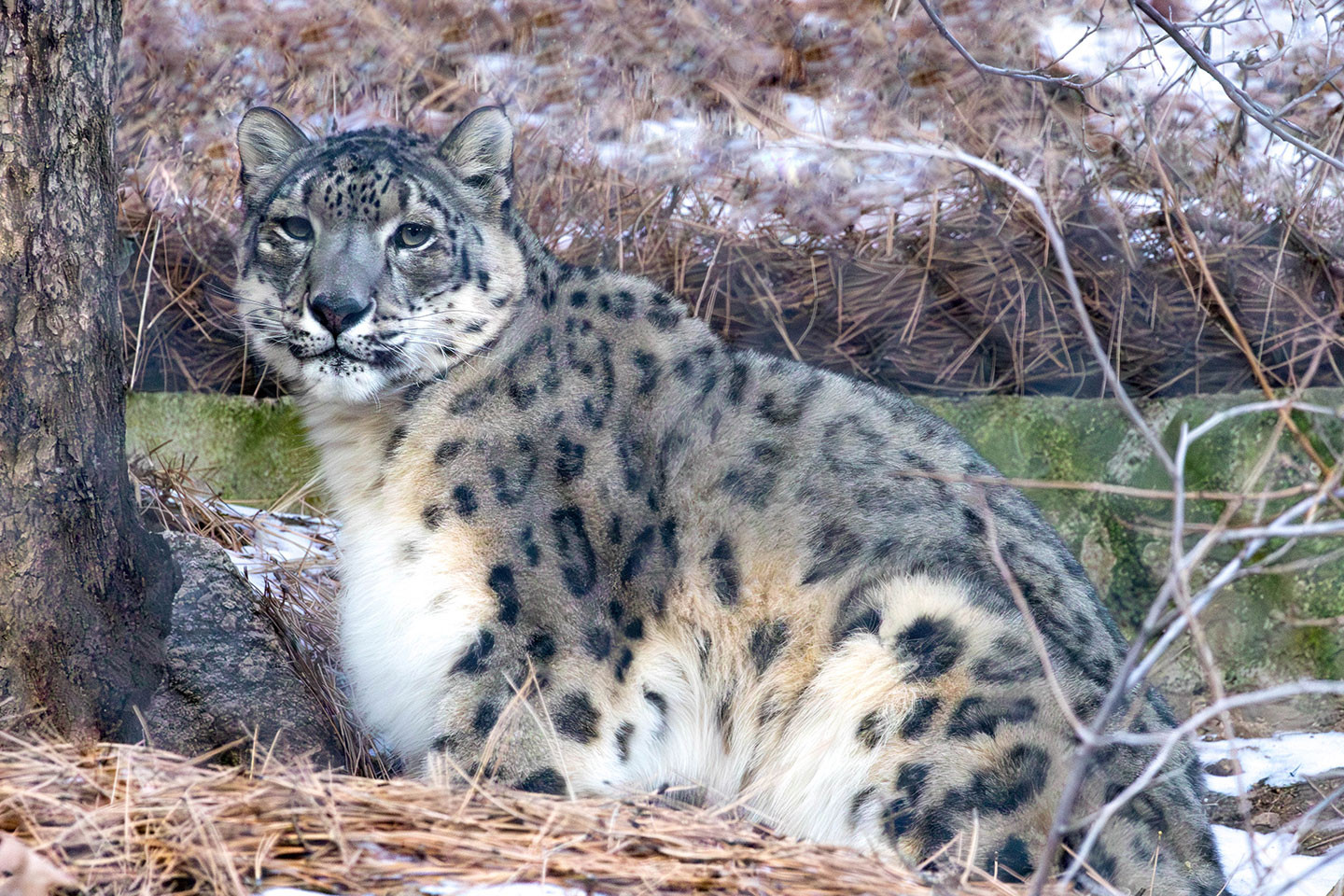 sniezna pantera