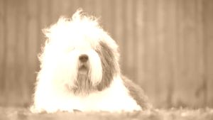 Owczarek staroangielski